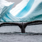 Antarctique