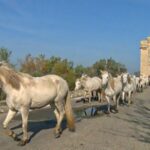 Camargue