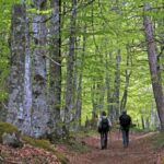 DANS LES FORETS