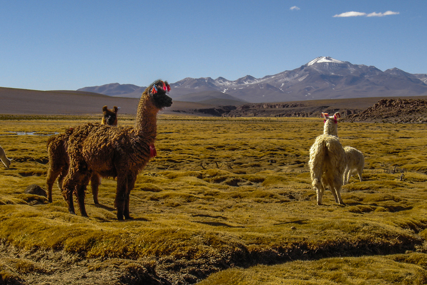Bolivie